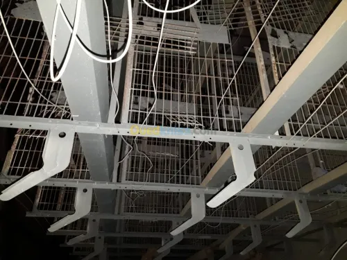 Batterie poules pondeuses 