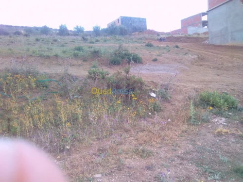 Vente Terrain Blida Blida
