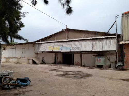Location Hangar Alger Rouiba