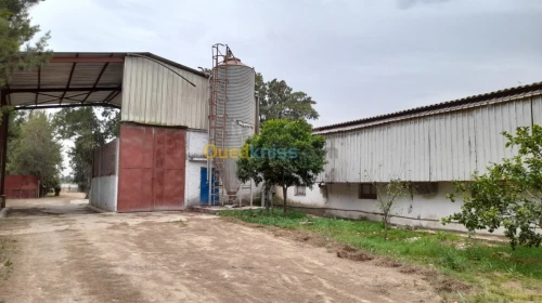 Location Hangar Alger Rouiba