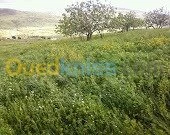 Vente Terrain Tizi ouzou Azazga