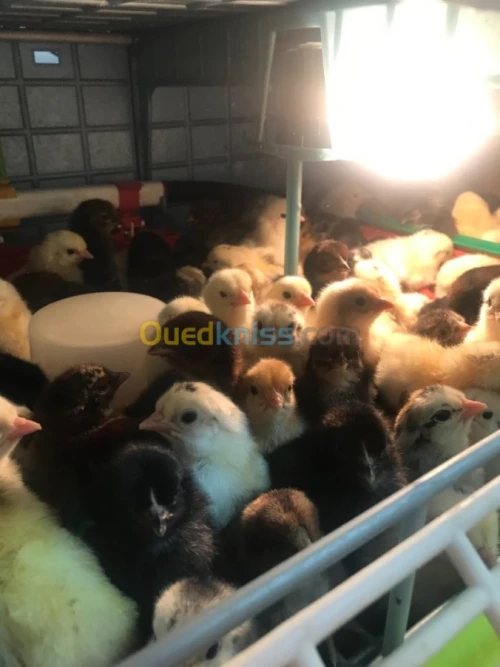 Poussin mélange arabe et brahma 