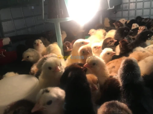 Poussin mélange arabe et brahma 