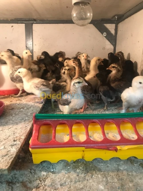 Poussin mélange arabe et brahma 