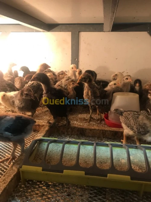 Poussin mélange arabe et brahma 