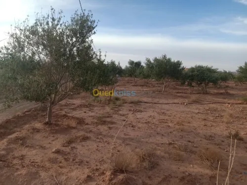 Vente Terrain Agricole Bechar Lahmar