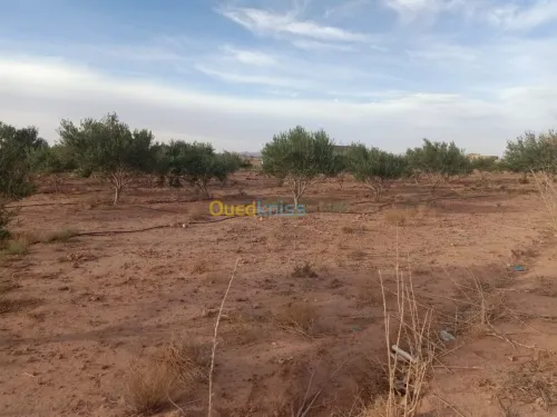 Vente Terrain Agricole Bechar Lahmar