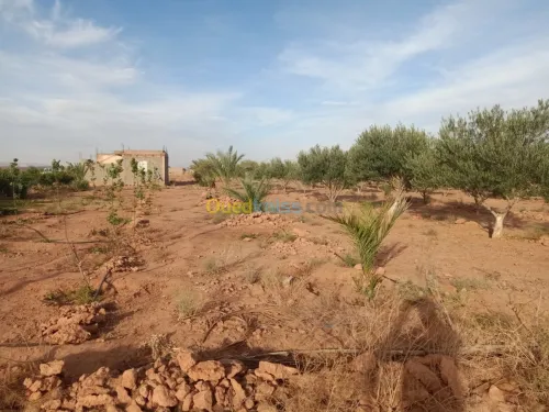 Vente Terrain Agricole Bechar Lahmar