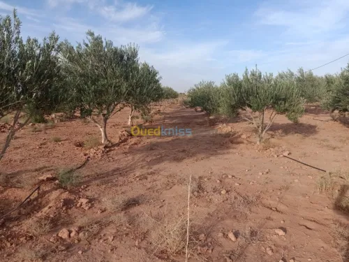 Vente Terrain Agricole Bechar Lahmar