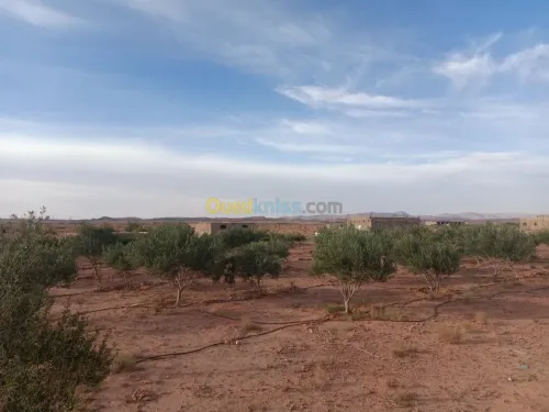 Vente Terrain Agricole Bechar Lahmar