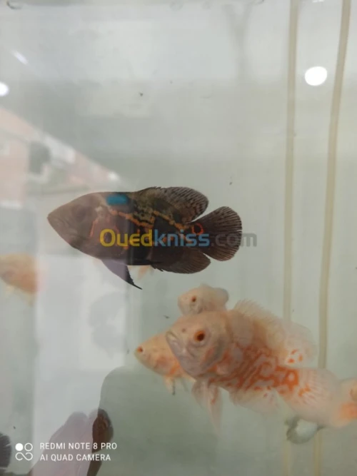 poisson oscar tigre/albino 10 cm