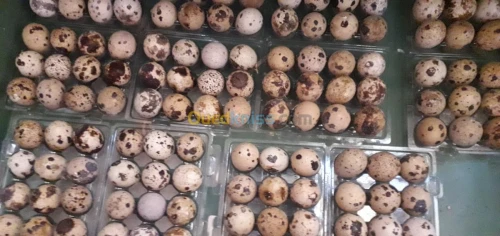 Oeufs de caille féconde