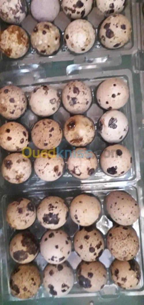 Oeufs de caille féconde