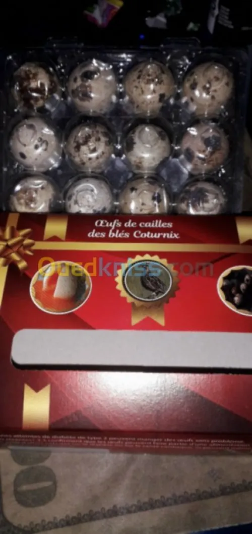 Oeufs de caille féconde