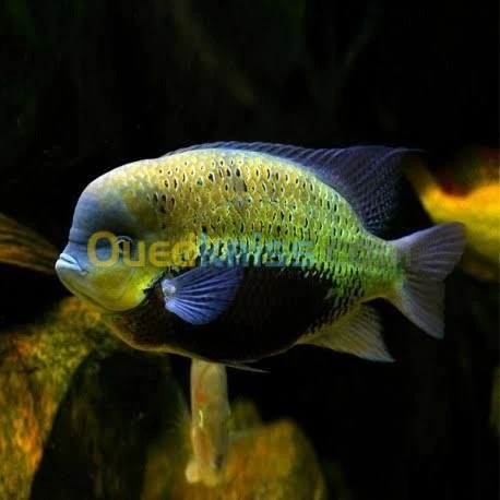 Poisson Oscar. Jaguar. Arwana. Veija