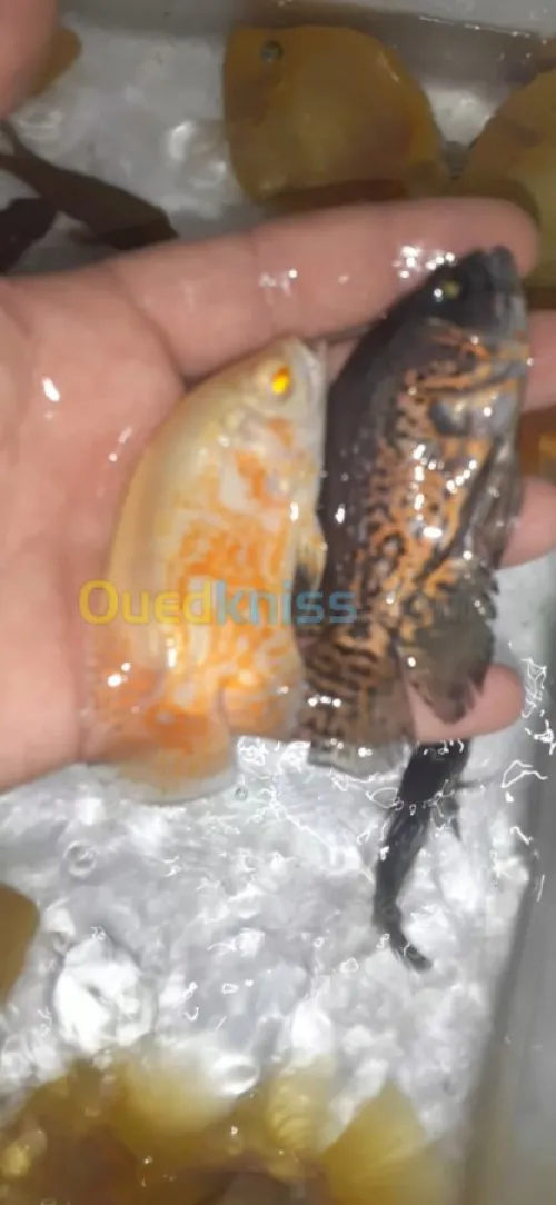 Poisson Oscar. Jaguar. Arwana. Veija