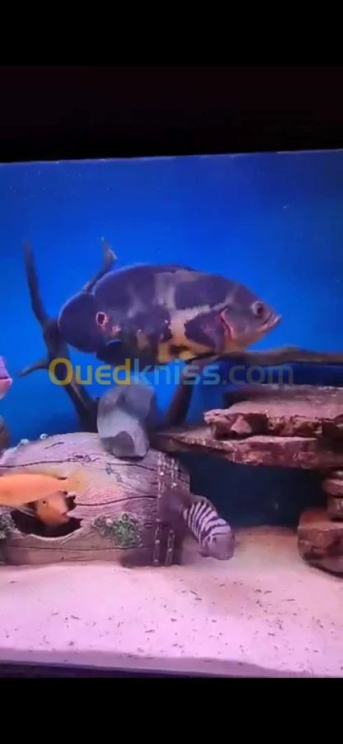 Poisson Oscar. Jaguar. Arwana. Veija