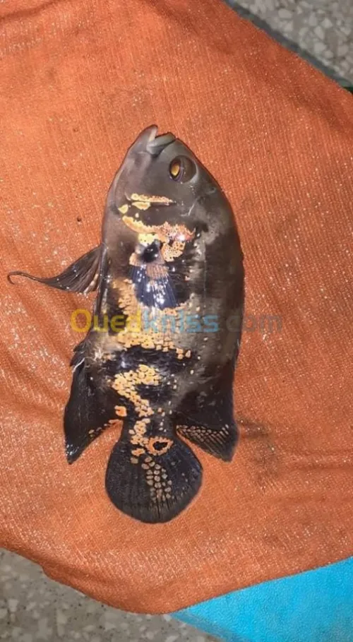 Poisson Oscar. Jaguar. Arwana. Veija