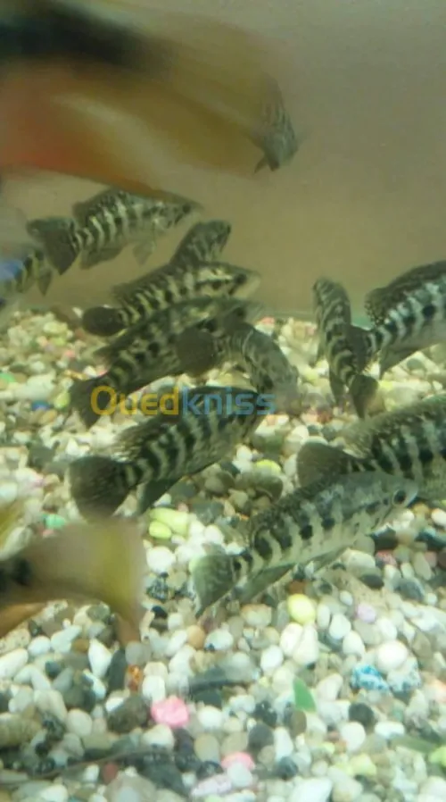 Poisson Oscar. Jaguar. Arwana. Veija