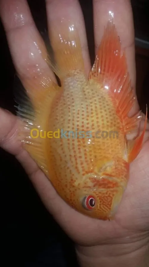 Poisson Oscar. Jaguar. Arwana. Veija