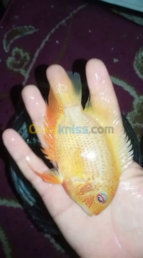 Poisson Oscar. Jaguar. Arwana. Veija