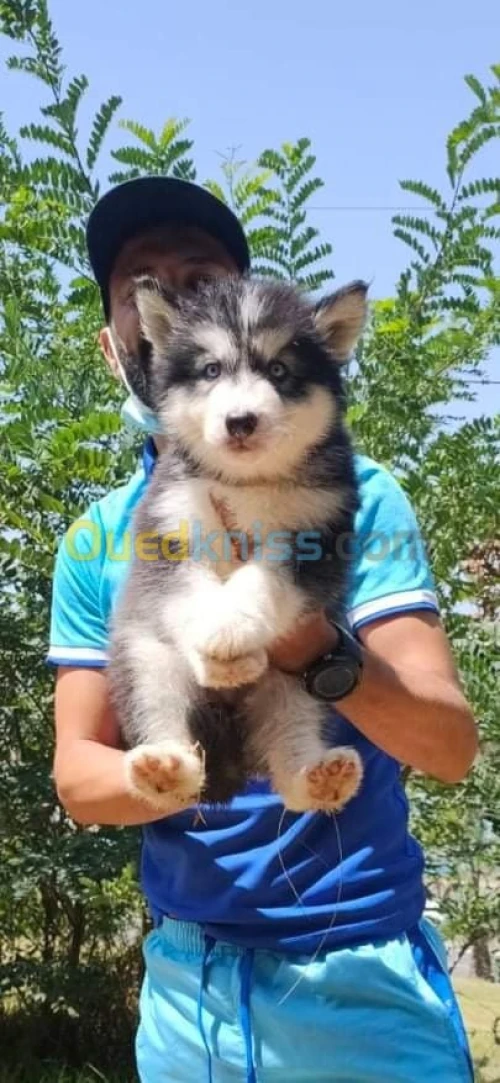 Chiots huskies