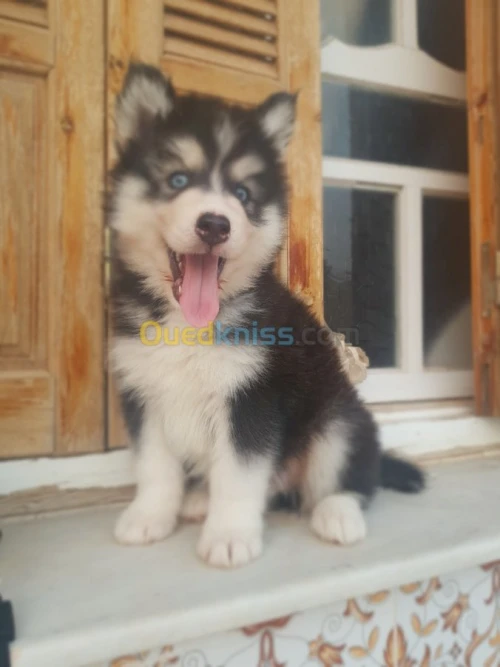 Chiots huskies