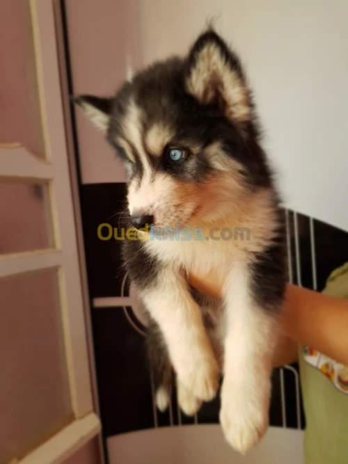 Chiots huskies