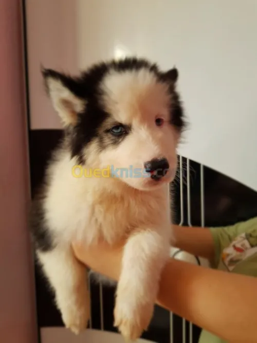 Chiots huskies