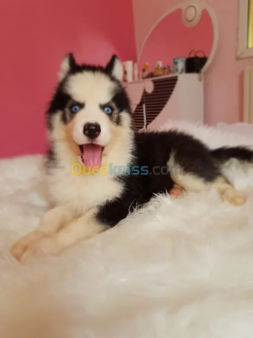 Chiots huskies