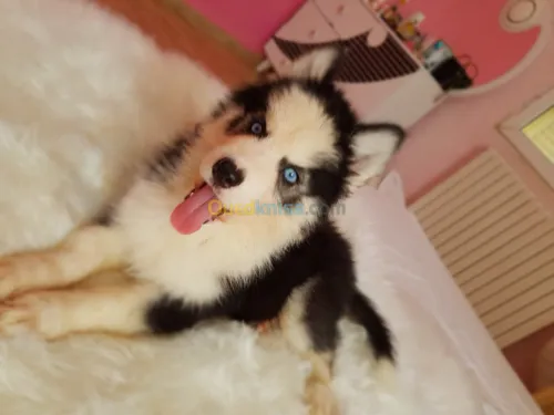 Chiots huskies