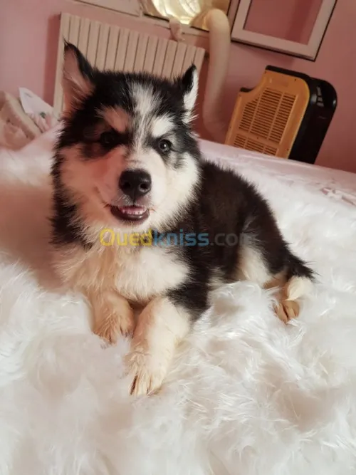 Chiots huskies