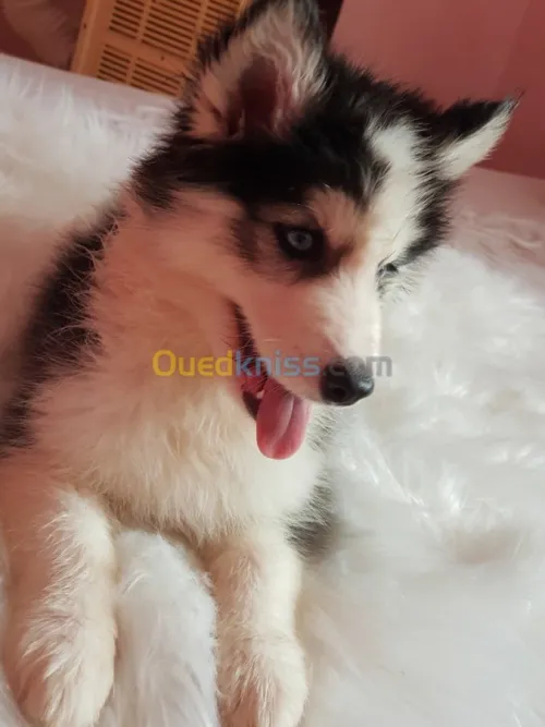 Chiots huskies