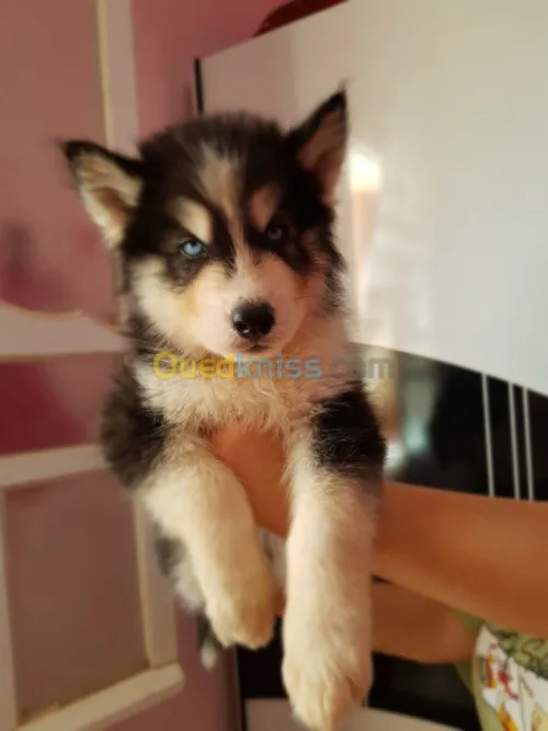Chiots huskies