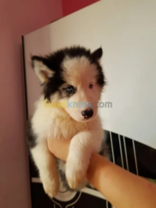 Chiots huskies