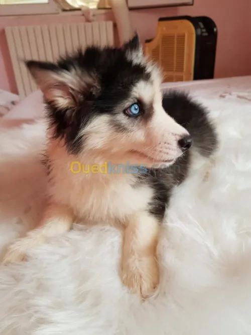 Chiots huskies