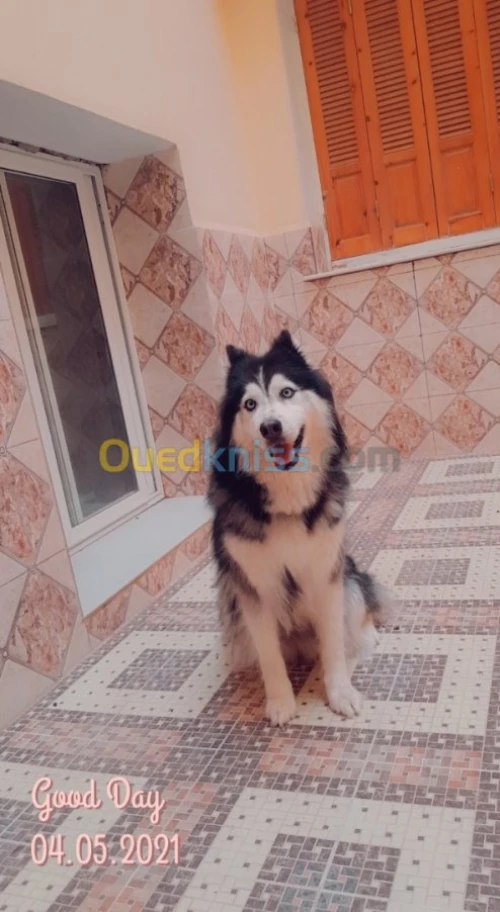 Chiots huskies