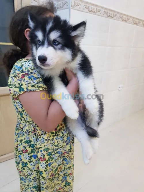 Chiots huskies