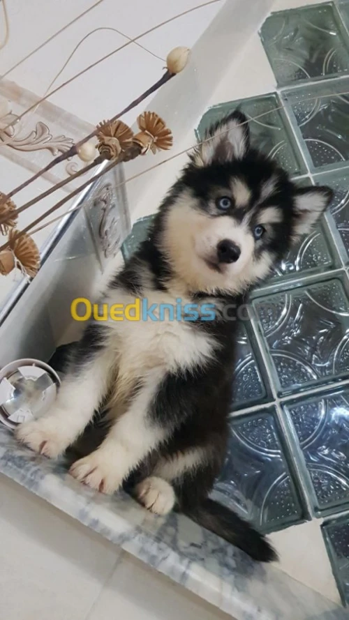Chiots huskies