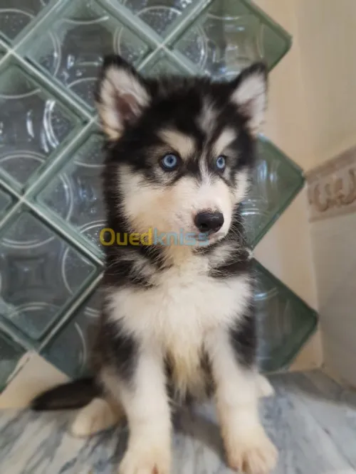 Chiots huskies