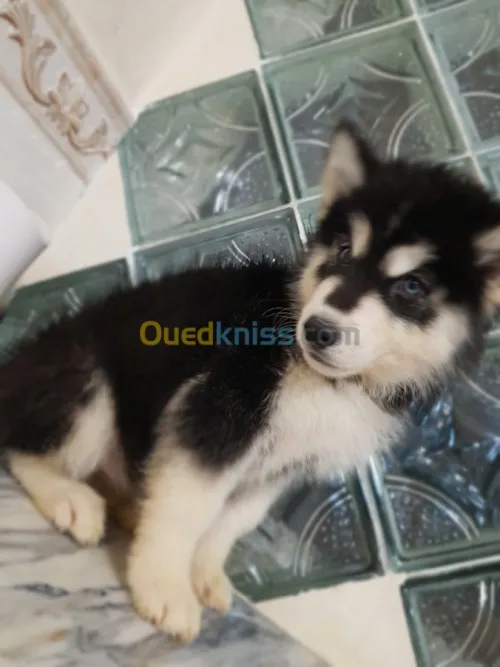Chiots huskies