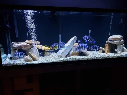 On fait la fabrication des aquariums