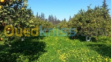 Vente Terrain Agricole Tlemcen Hennaya