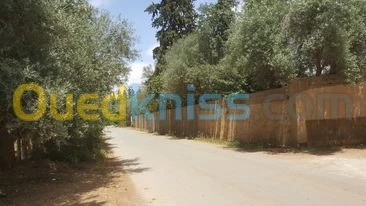 Vente Terrain Agricole Tlemcen Hennaya