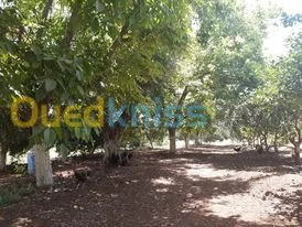 Vente Terrain Agricole Tlemcen Hennaya