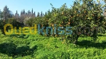 Vente Terrain Agricole Tlemcen Hennaya