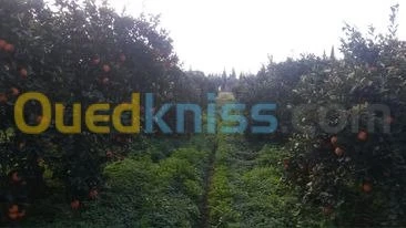 Vente Terrain Agricole Tlemcen Hennaya