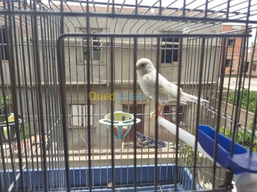 Couple canari blanc MASHALLAH