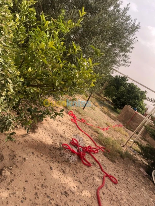 Vente Terrain Djelfa Djelfa