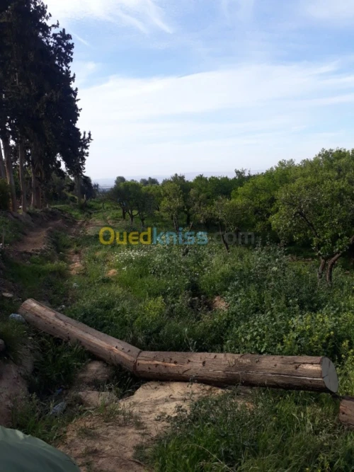 Vente Terrain Agricole Tlemcen Chetouane